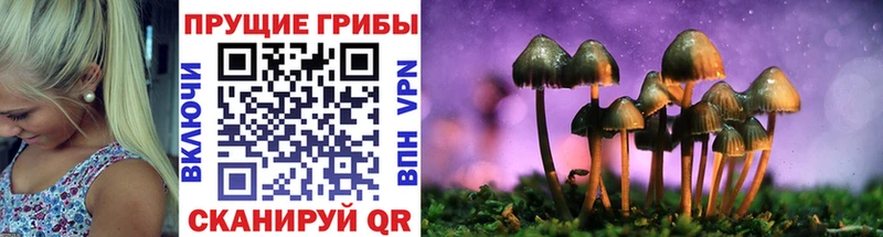 купить   Демидов  Псилоцибиновые грибы GOLDEN TEACHER 